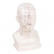 Erler-Zimmer Chinese Acupuncture Model (Head Only)